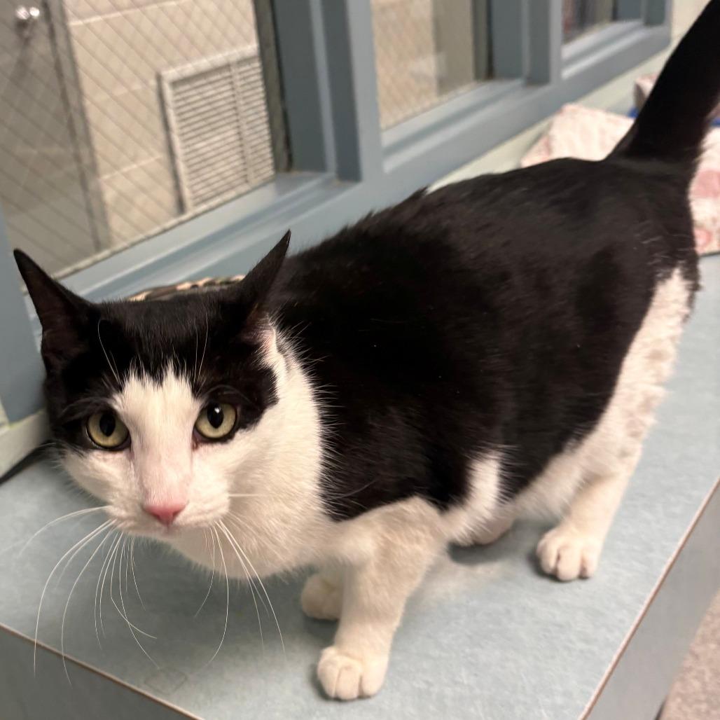 Enlarge Lucy, a Adoptable Domestic Short Hair in East Hanover, NJ image 5/6