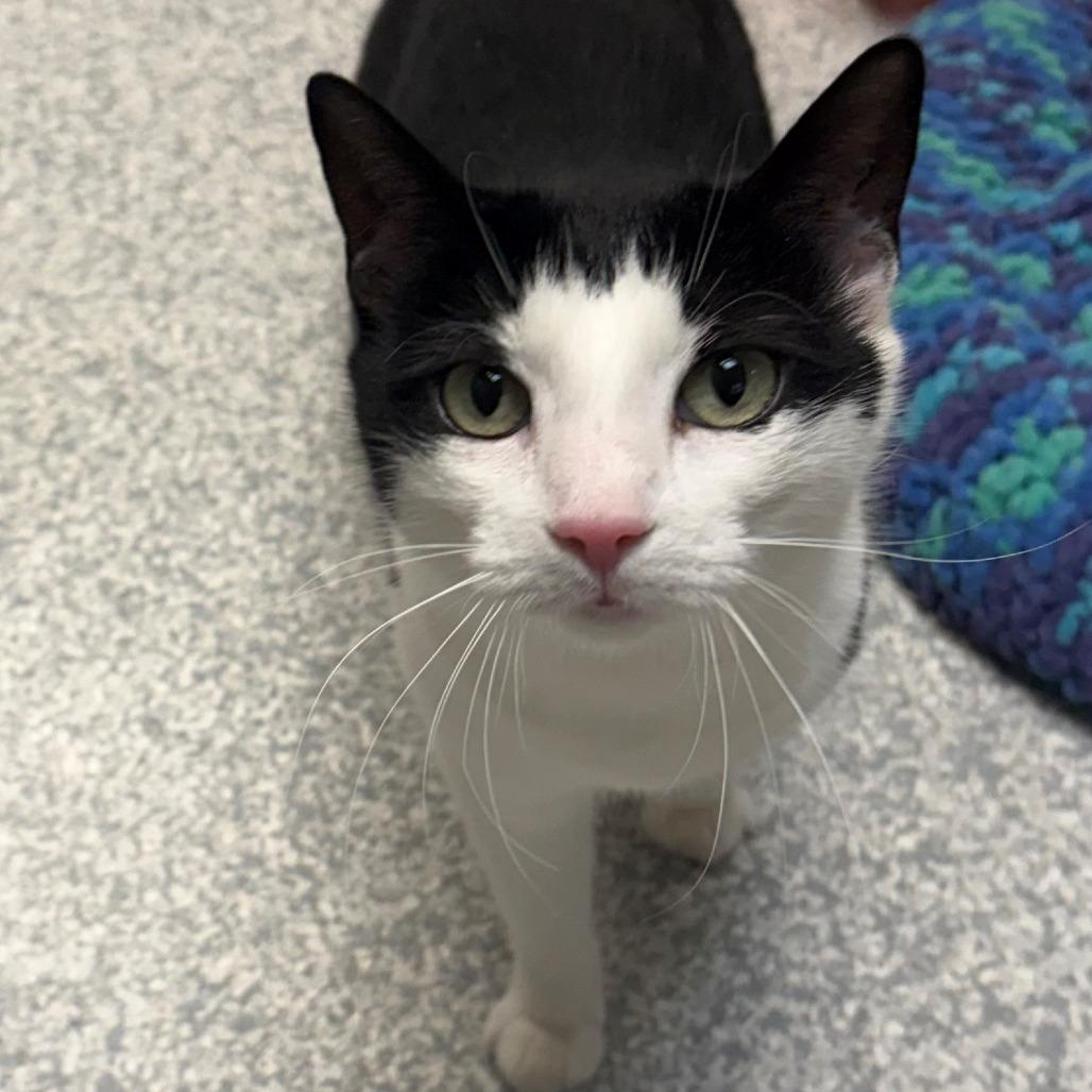 Enlarge Lucy, a Adoptable Domestic Short Hair in East Hanover, NJ image 6/6