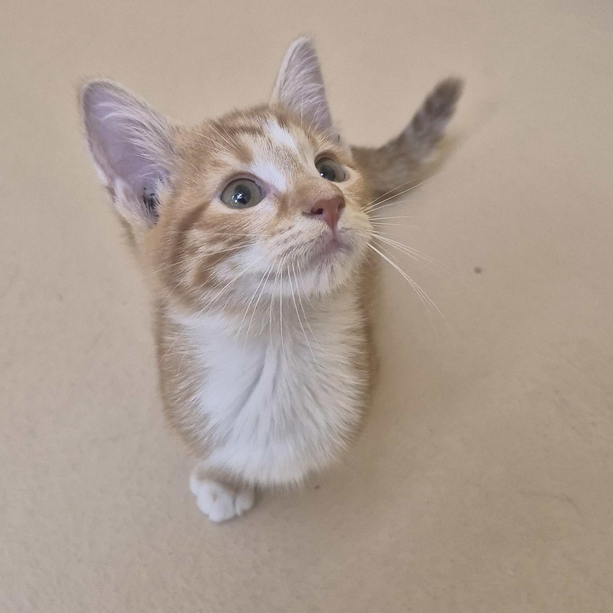 Enlarge Autumn, a Adopted Domestic Short Hair in Schertz, TX image 1/4