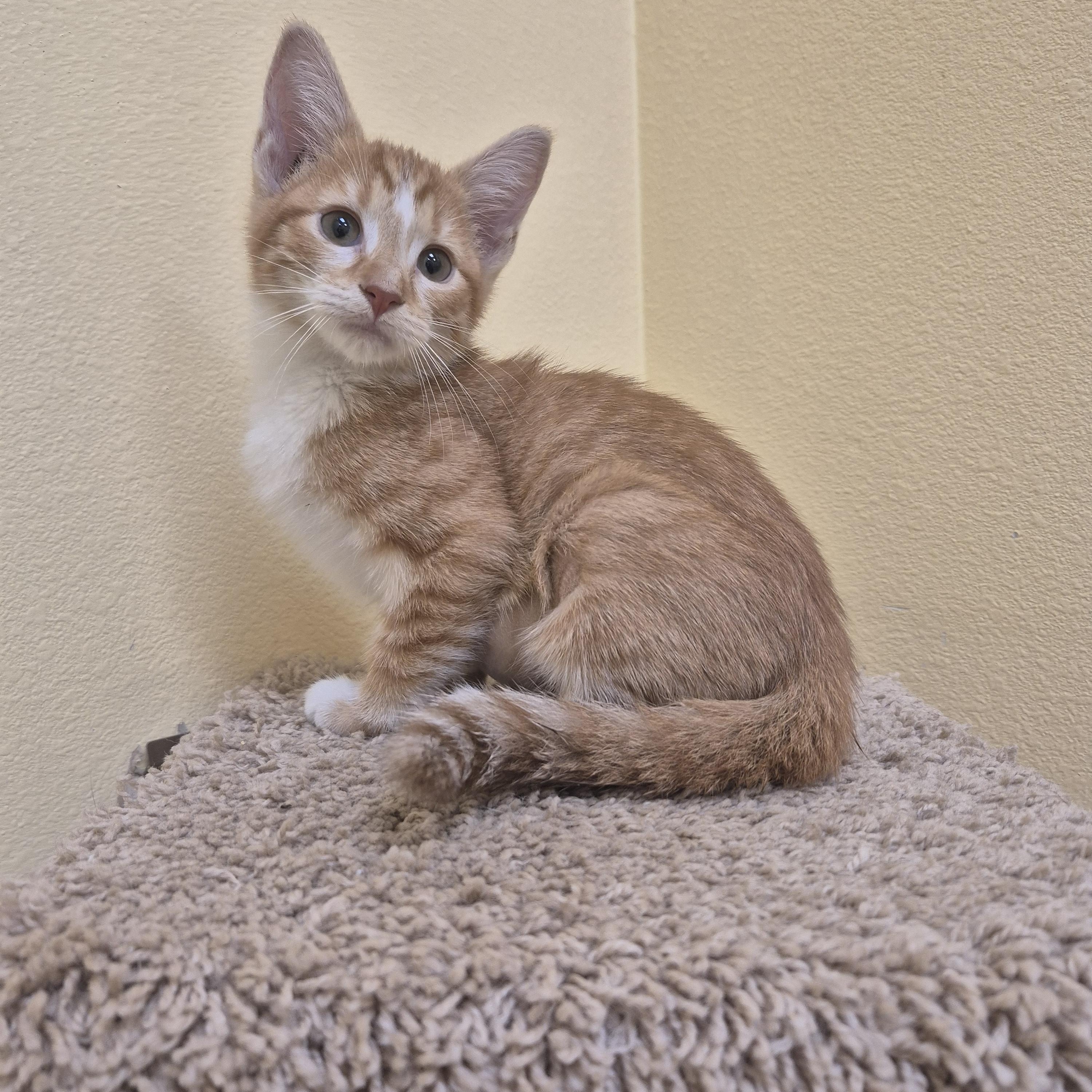 Enlarge Autumn, a Adopted Domestic Short Hair in Schertz, TX image 3/4