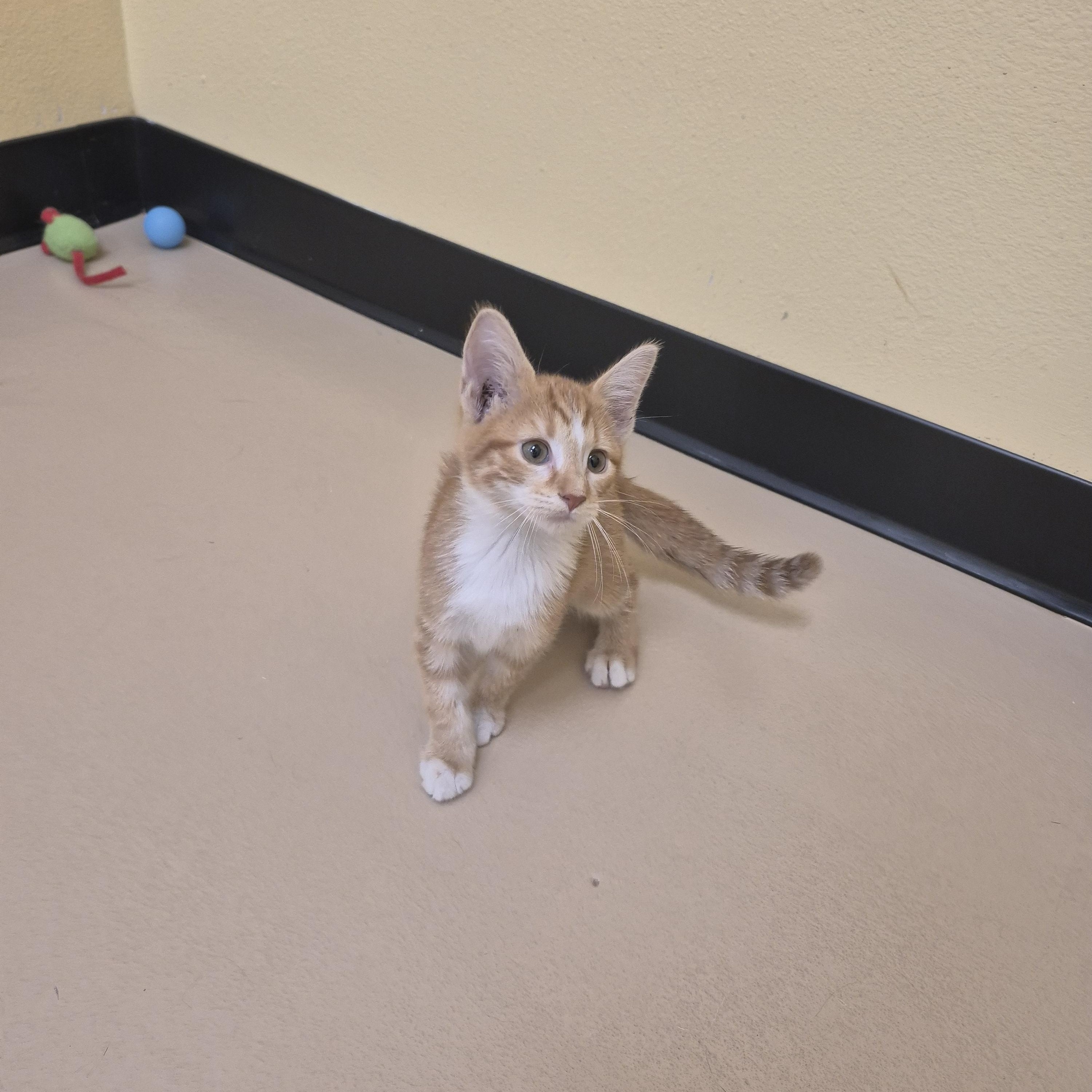 Enlarge Autumn, a Adopted Domestic Short Hair in Schertz, TX image 2/4