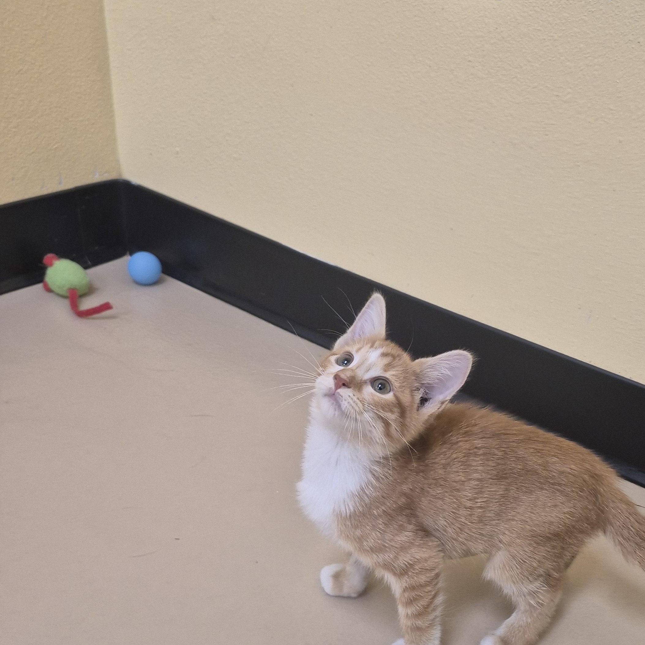 Enlarge Autumn, a Adopted Domestic Short Hair in Schertz, TX image 4/4