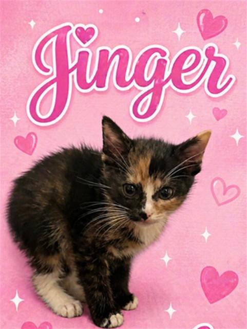 Enlarge JINGER, a Adoptable Domestic Short Hair in Statesville, NC image 1/1
