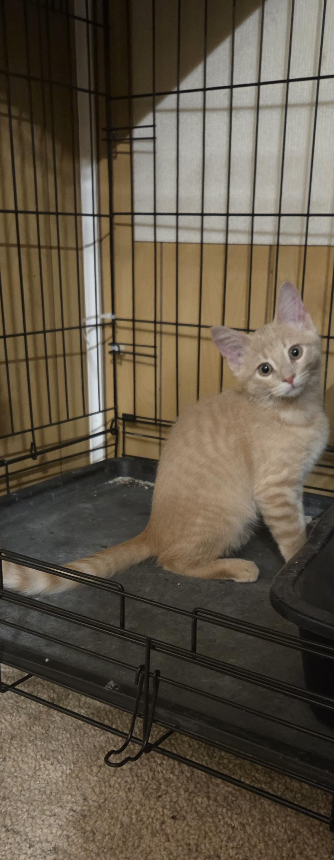 Oliver, ADOPTABLE, Kitten Male Tabby.