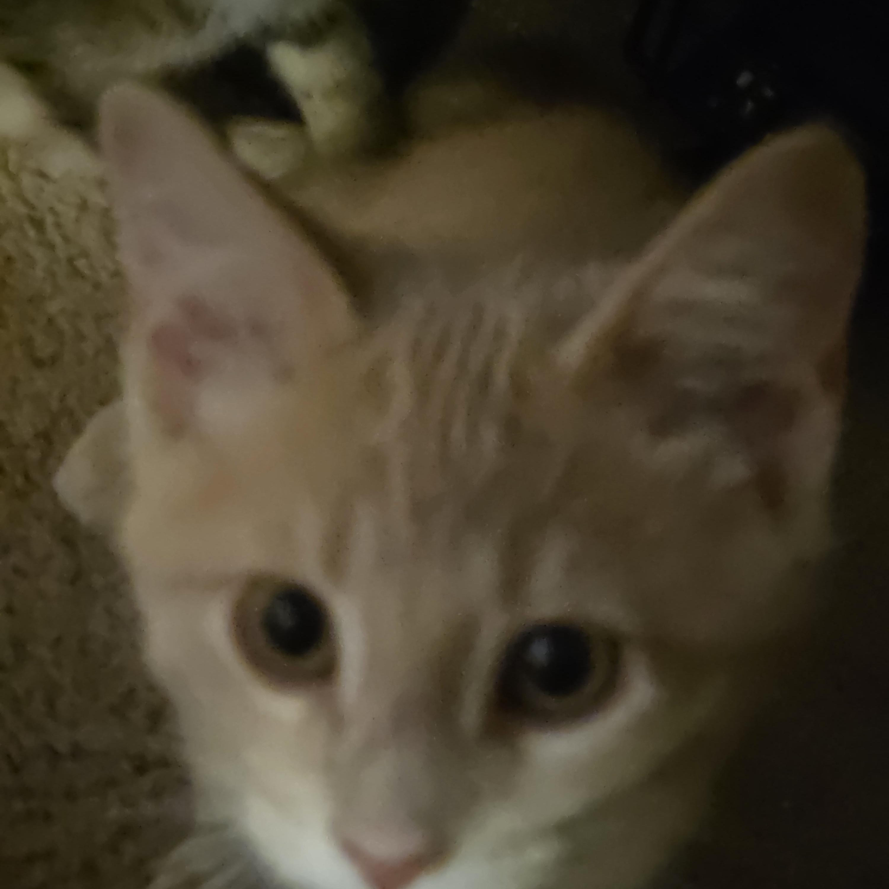 Enlarge Oliver, a ADOPTABLE Tabby in Muncie, IN image 2/2