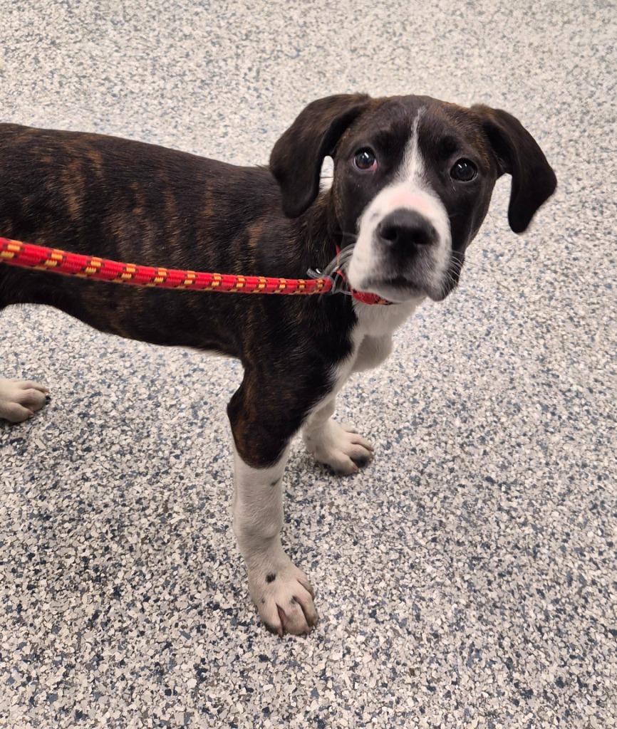 Stella, Adoptable, Puppy Female Terrier.