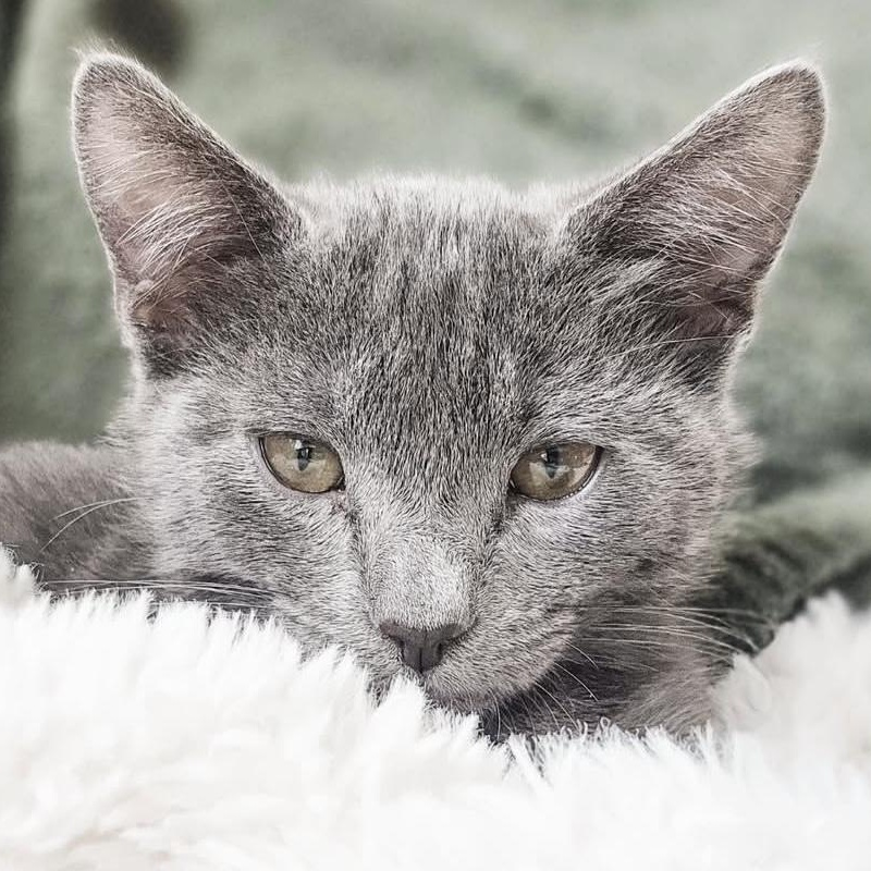 Enlarge Asher, a ADOPTABLE Domestic Short Hair in Santa Ana, CA image 1/6