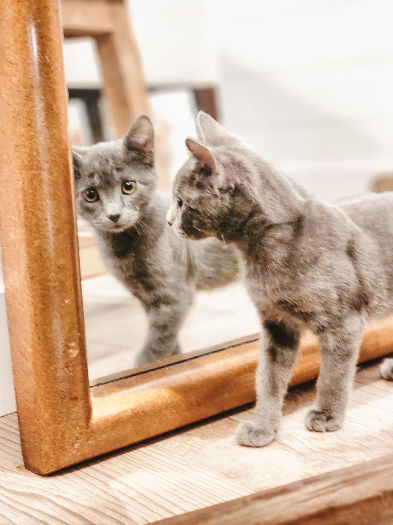 Enlarge Asher, a ADOPTABLE Domestic Short Hair in Santa Ana, CA image 5/6