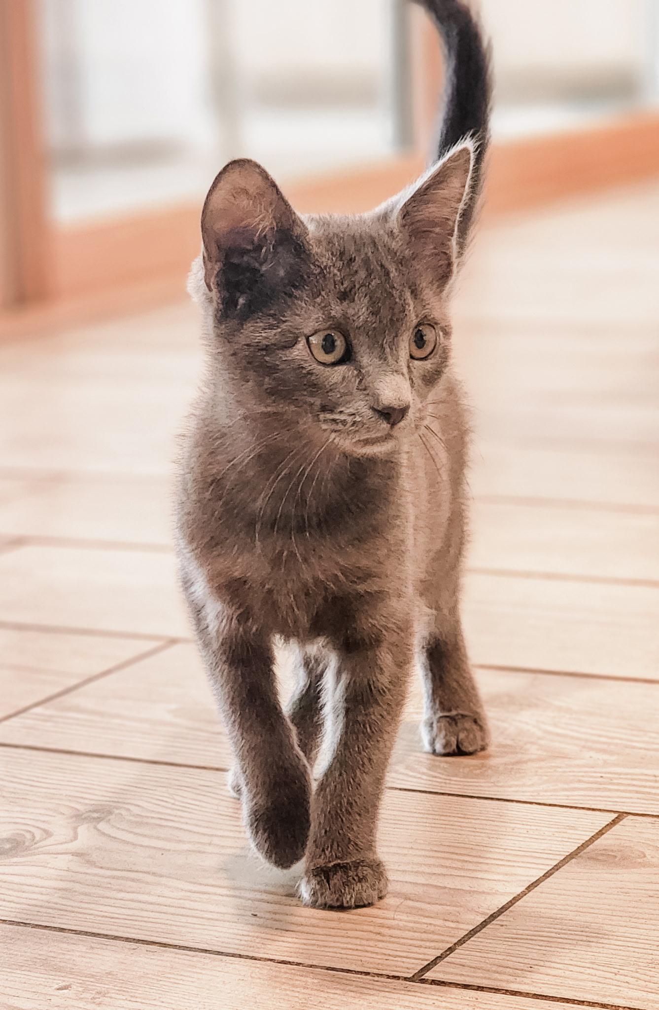 Enlarge Asher, a ADOPTABLE Domestic Short Hair in Santa Ana, CA image 4/6