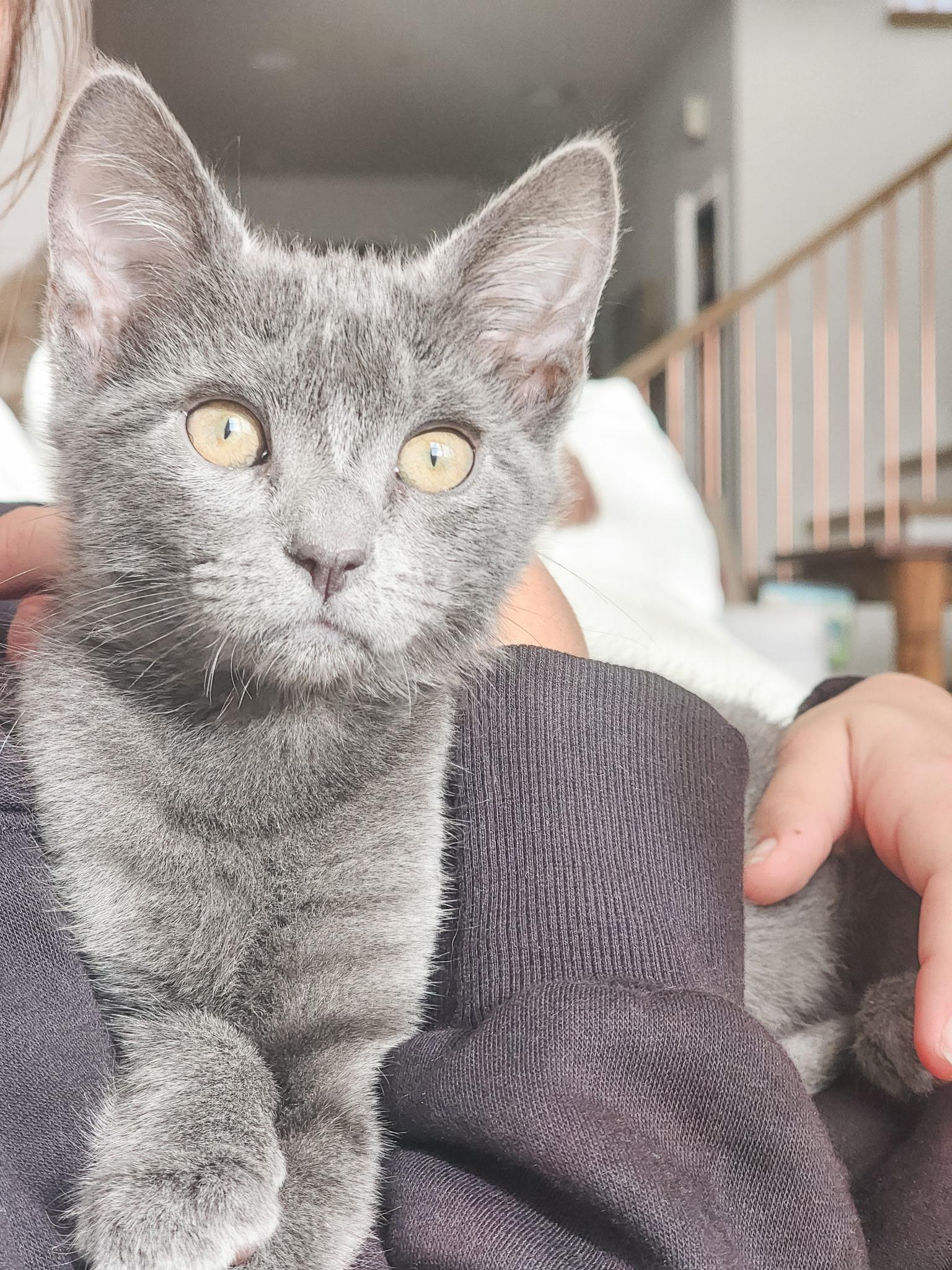 Enlarge Asher, a ADOPTABLE Domestic Short Hair in Santa Ana, CA image 6/6