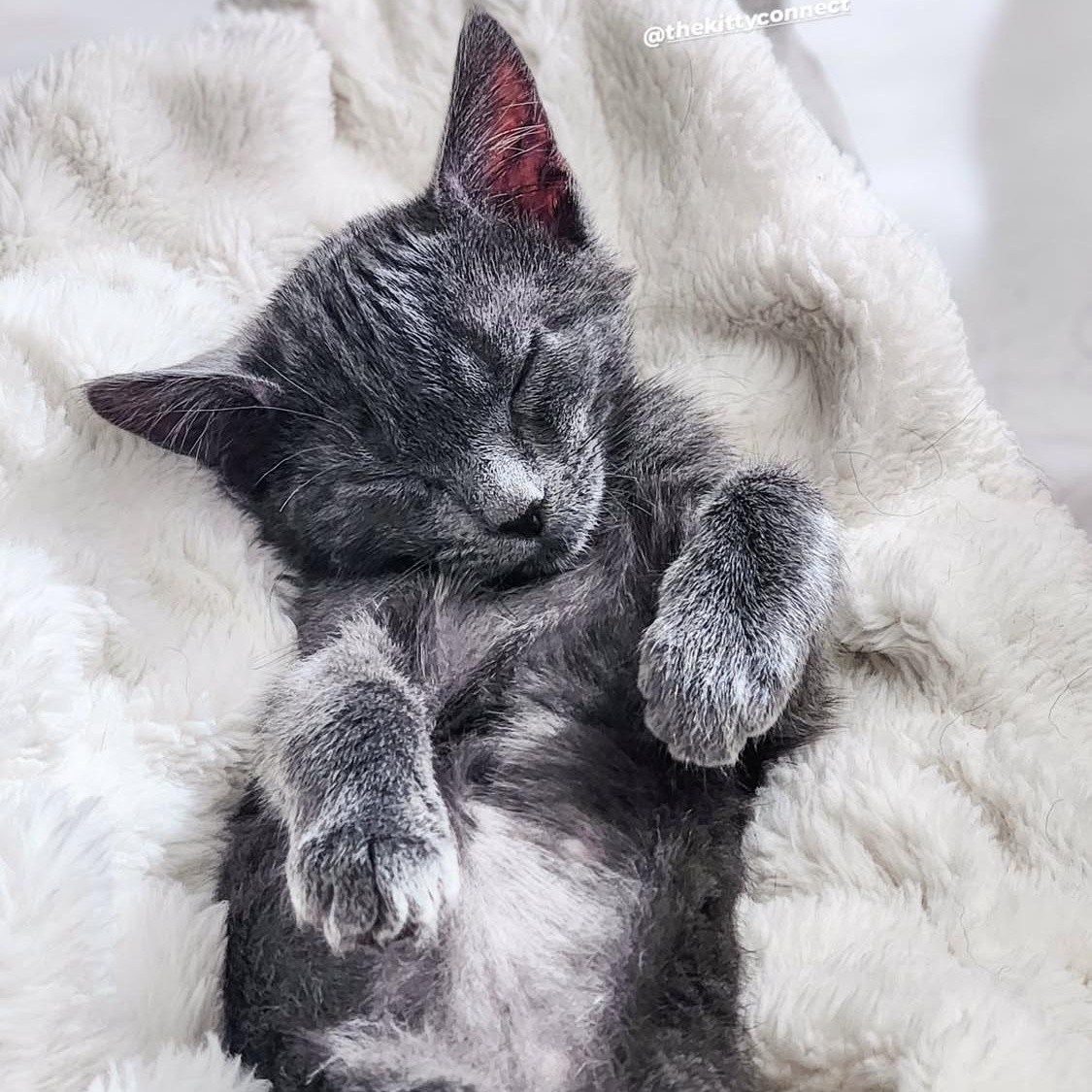 Enlarge Asher, a ADOPTABLE Domestic Short Hair in Santa Ana, CA image 3/6