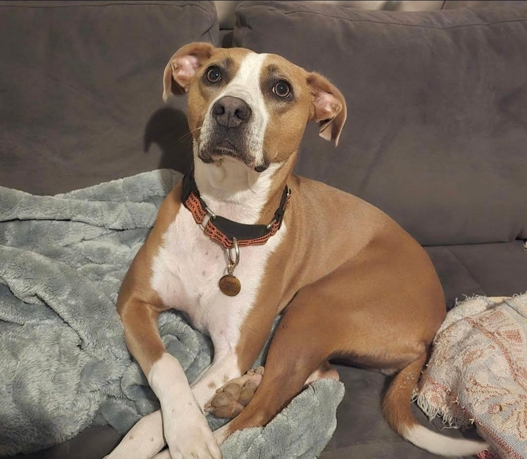Enlarge Sage, a ADOPTABLE mixed breed in Hendersonville, TN image 2/3