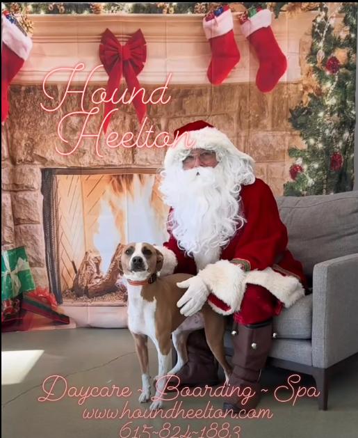 Enlarge Sage, a ADOPTABLE mixed breed in Hendersonville, TN image 3/3