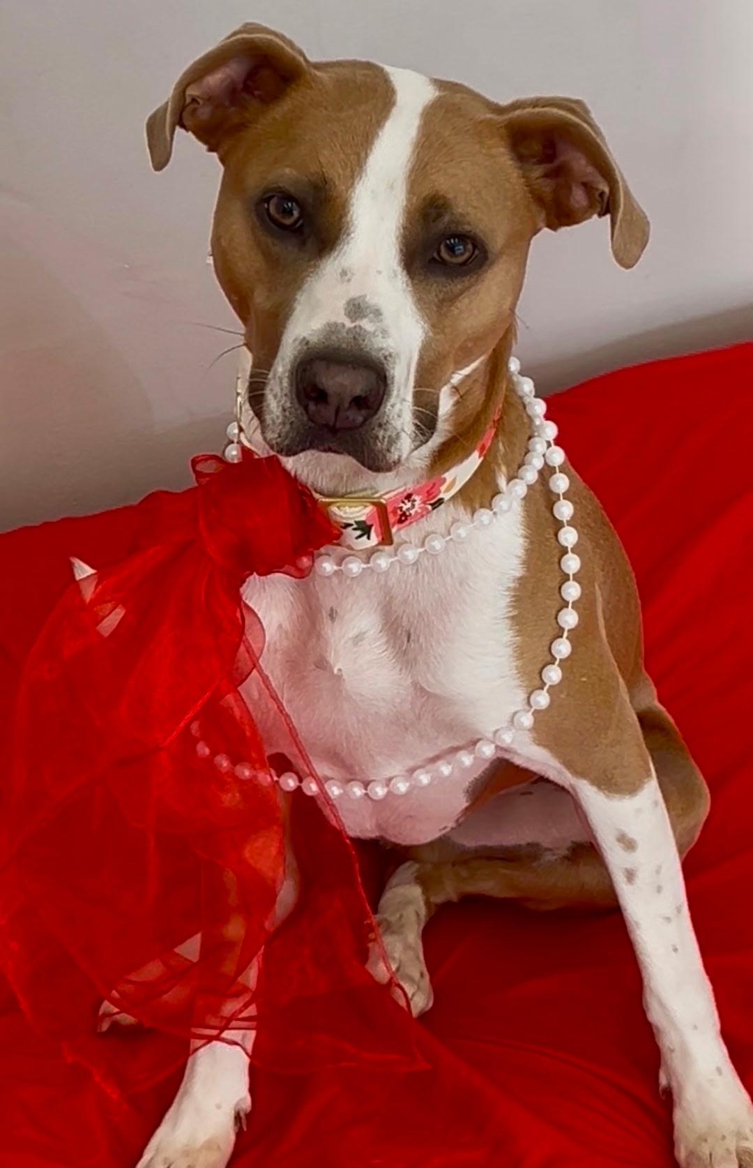 Sage, ADOPTABLE, Adult Female Pit Bull Terrier.