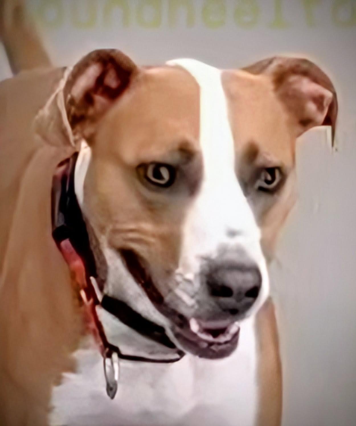 Enlarge Sage, a ADOPTABLE mixed breed in Hendersonville, TN image 1/3