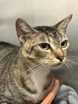 Otep, ADOPTABLE, Adult Female Domestic Short Hair.