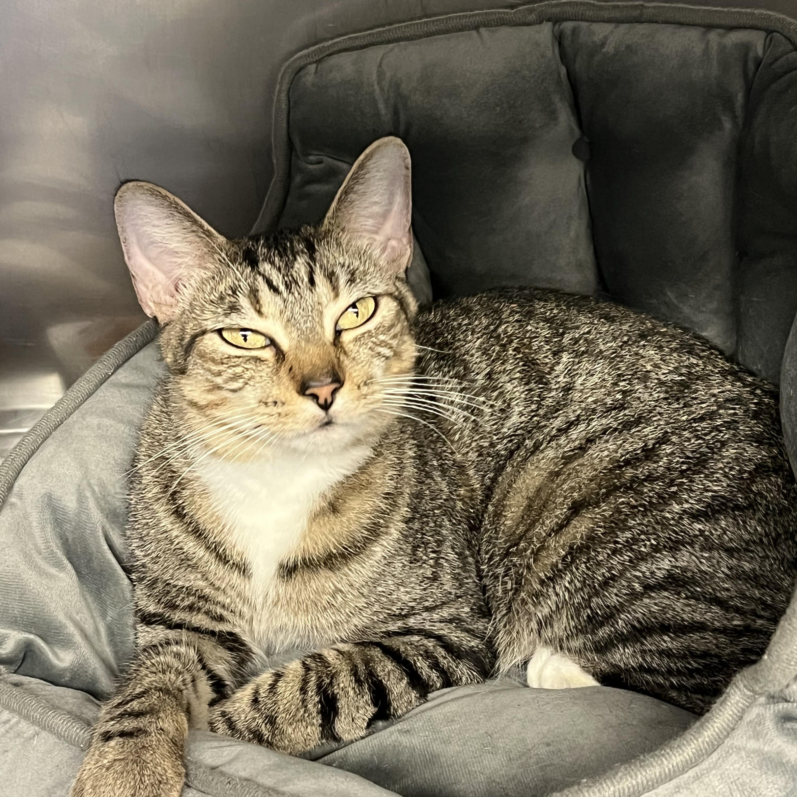 Otep, ADOPTABLE, Adult Female Domestic Short Hair.