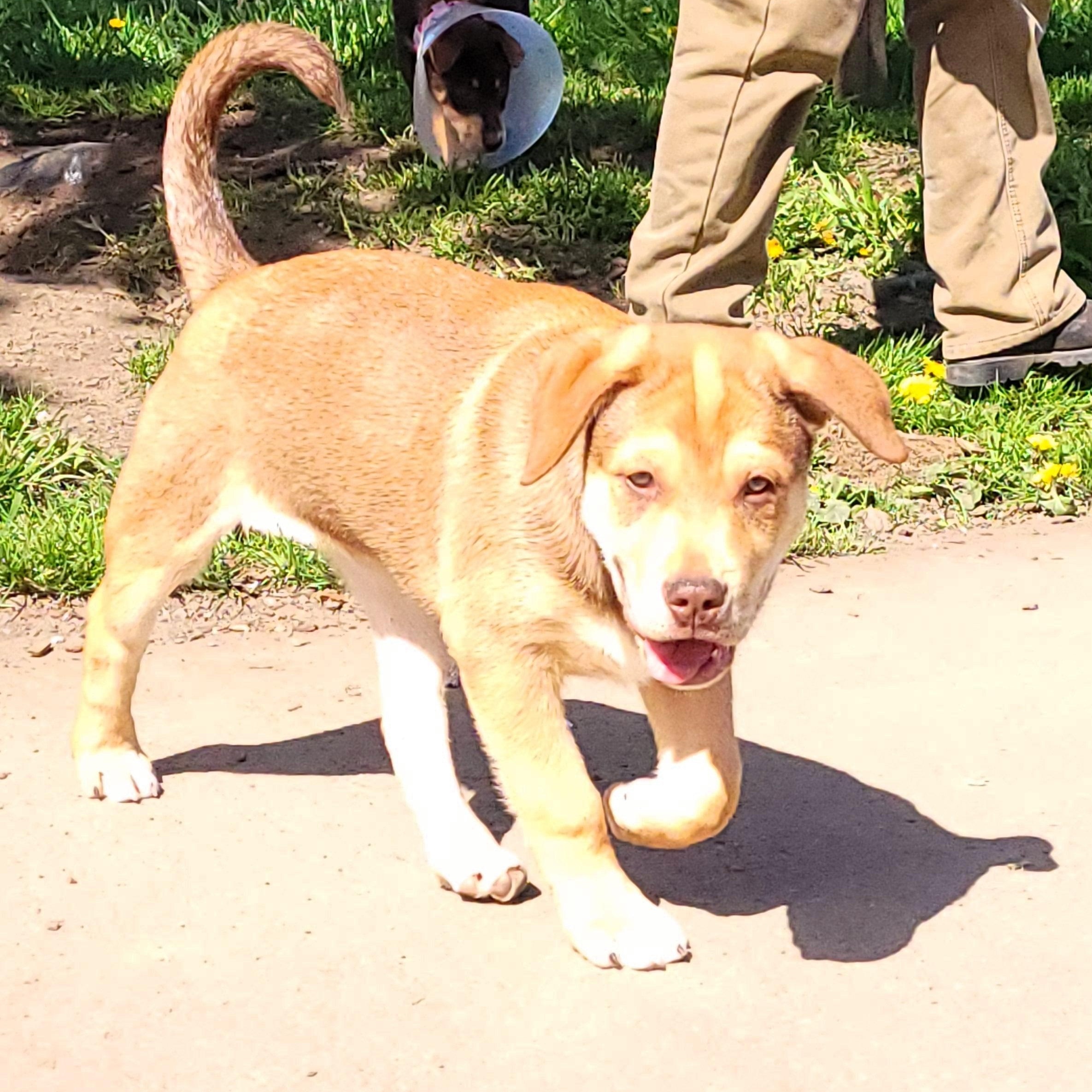 Red, adopted, Puppy Male Mastiff & Husky.