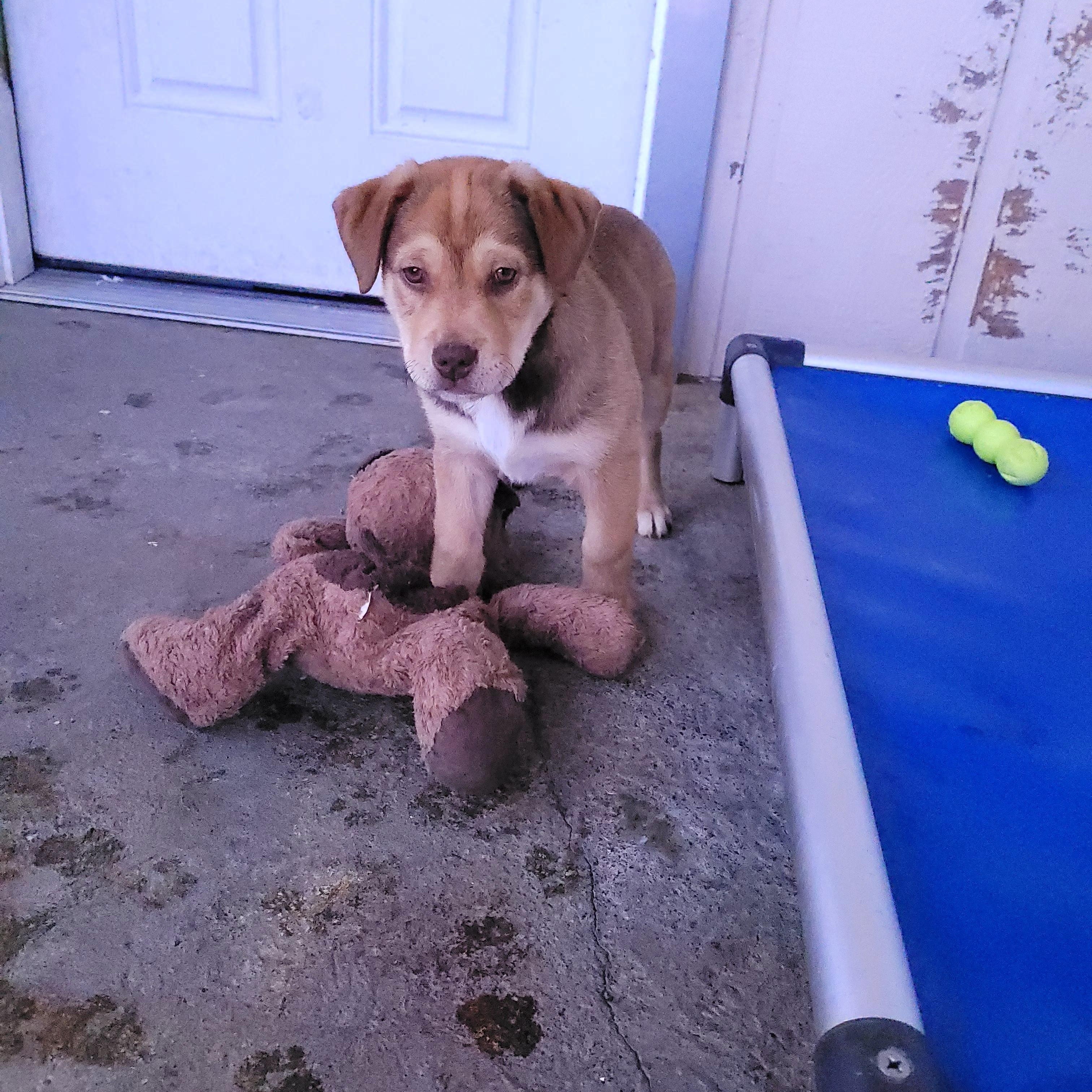 Red, an adopted mixed breed in Sequim, WA image 3/4