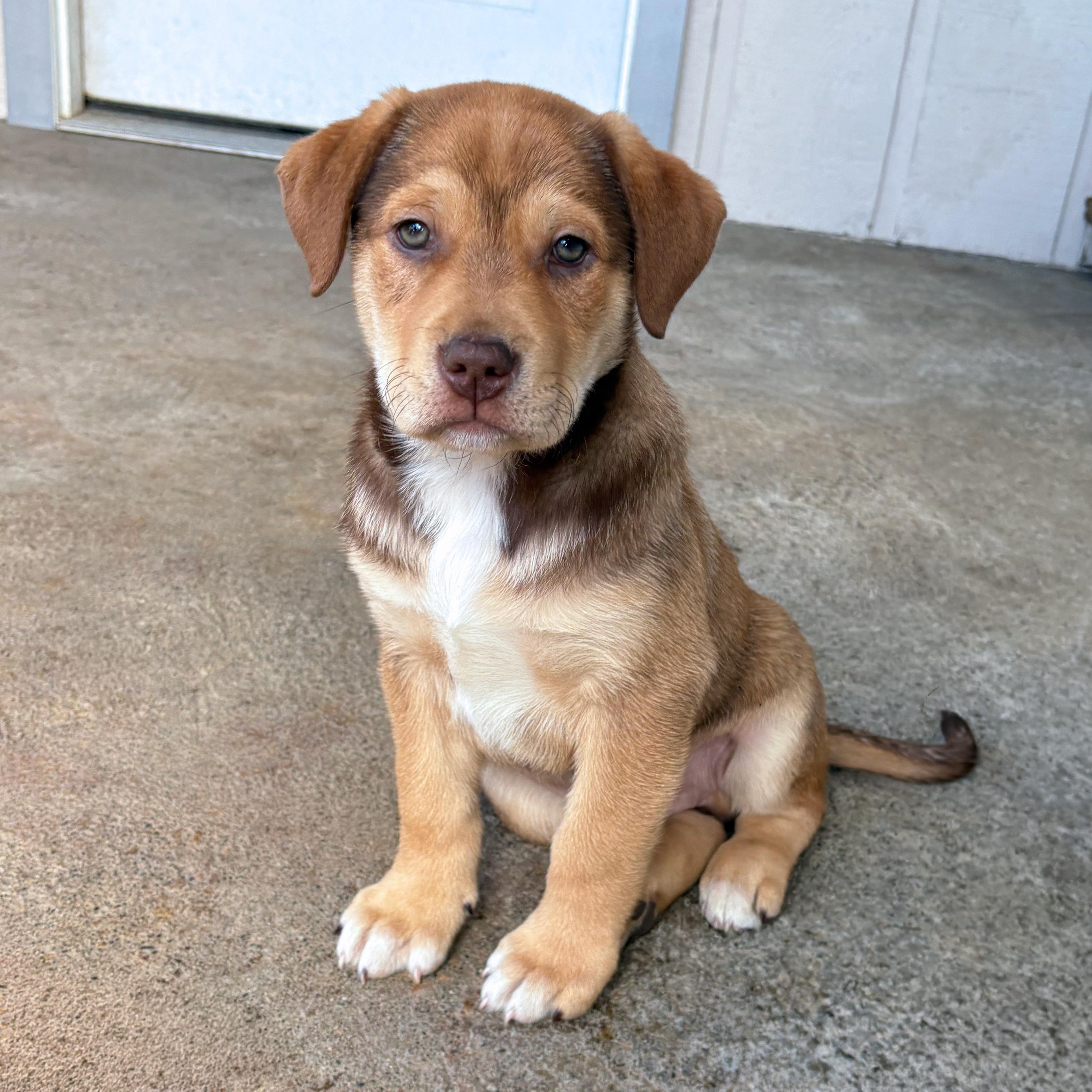 Red, an adopted mixed breed in Sequim, WA image 2/4