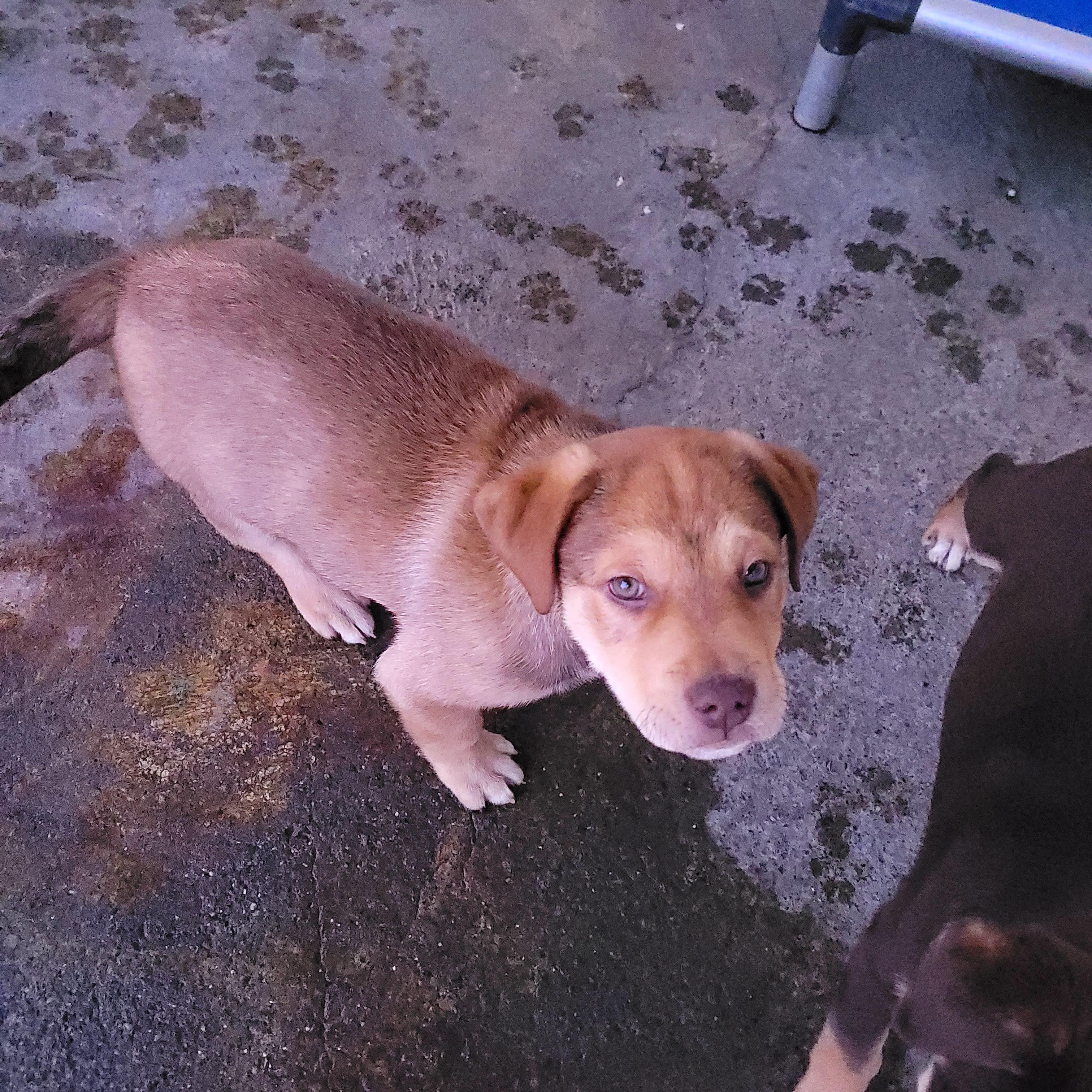 Red, an adopted mixed breed in Sequim, WA image 4/4