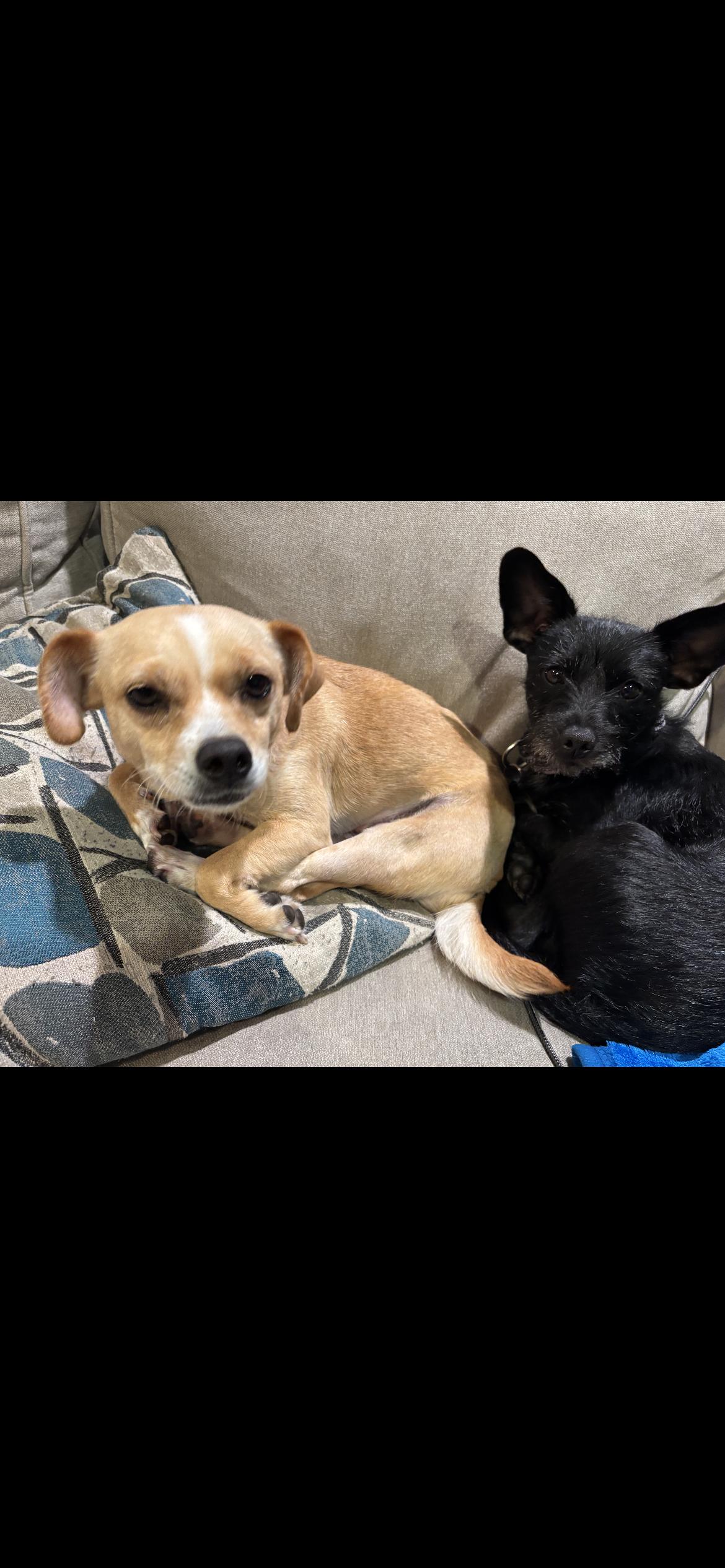 Enlarge Jilly Aka Tina, a Adoptable mixed breed in Hamden, CT image 3/6