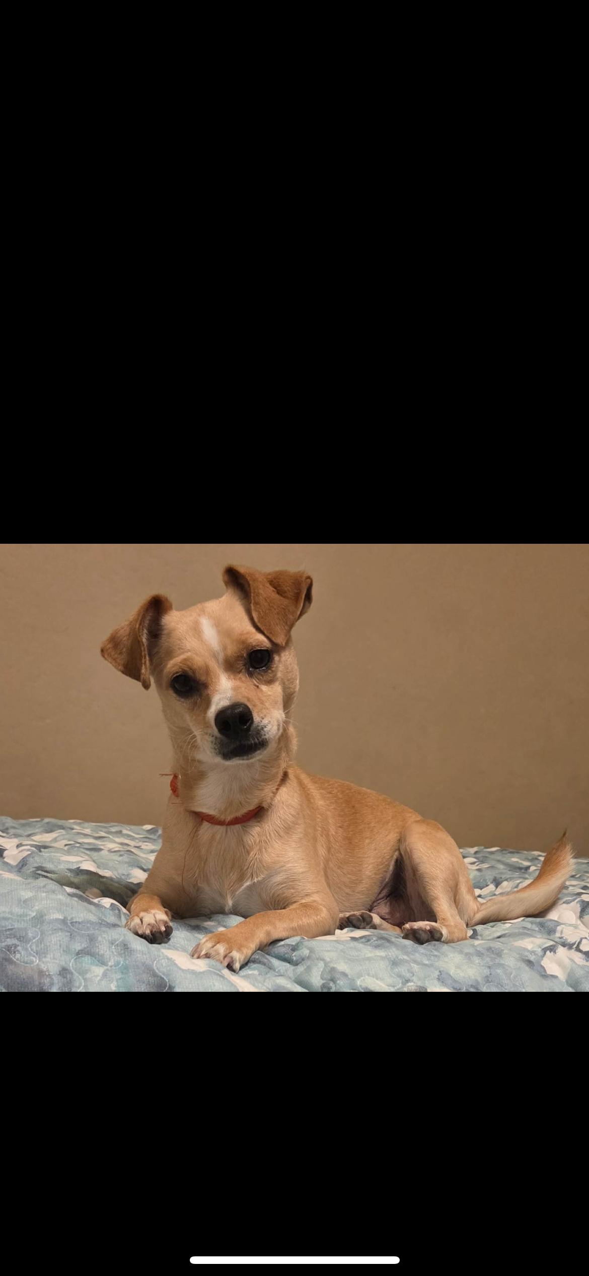 Enlarge Jilly Aka Tina, a Adoptable mixed breed in Hamden, CT image 1/6