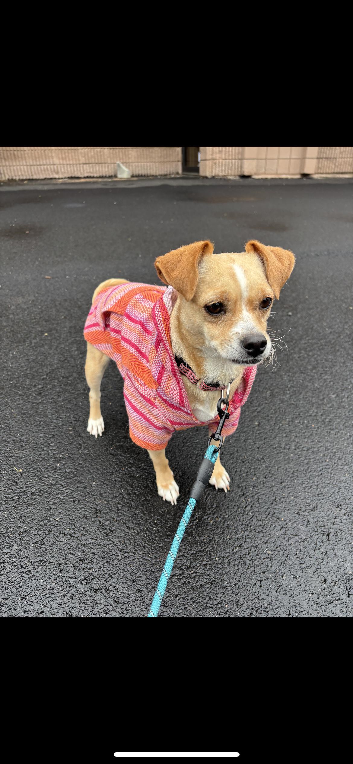 Enlarge Jilly Aka Tina, a Adoptable mixed breed in Hamden, CT image 5/6