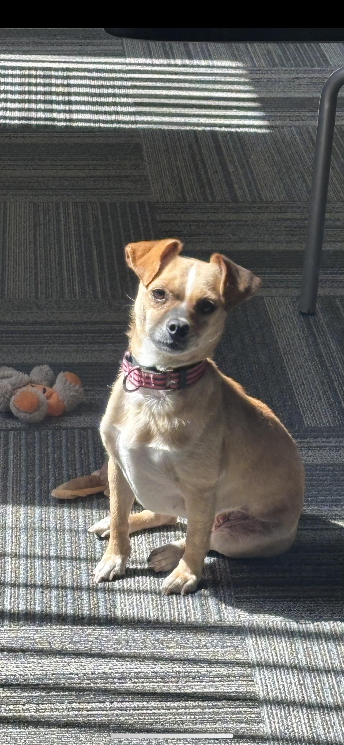 Enlarge Jilly Aka Tina, a Adoptable mixed breed in Hamden, CT image 4/6