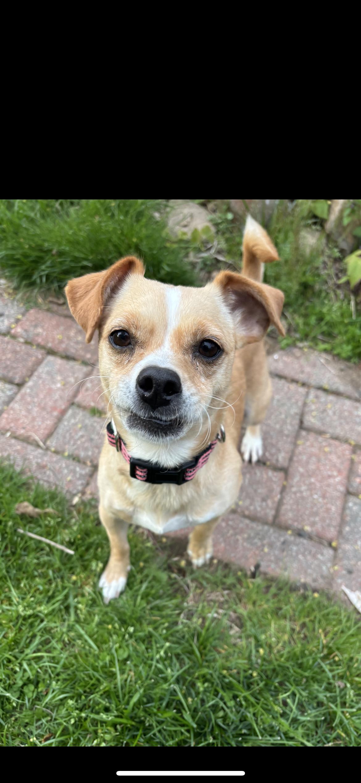 Enlarge Jilly Aka Tina, a Adoptable mixed breed in Hamden, CT image 2/6