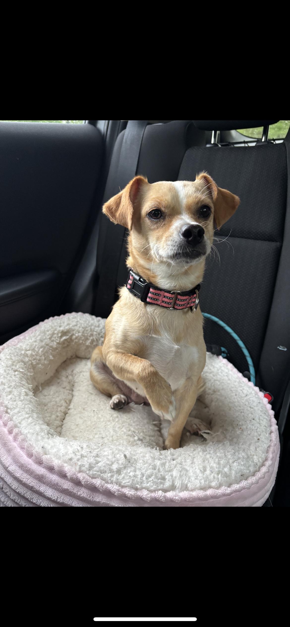 Enlarge Jilly Aka Tina, a Adoptable mixed breed in Hamden, CT image 6/6