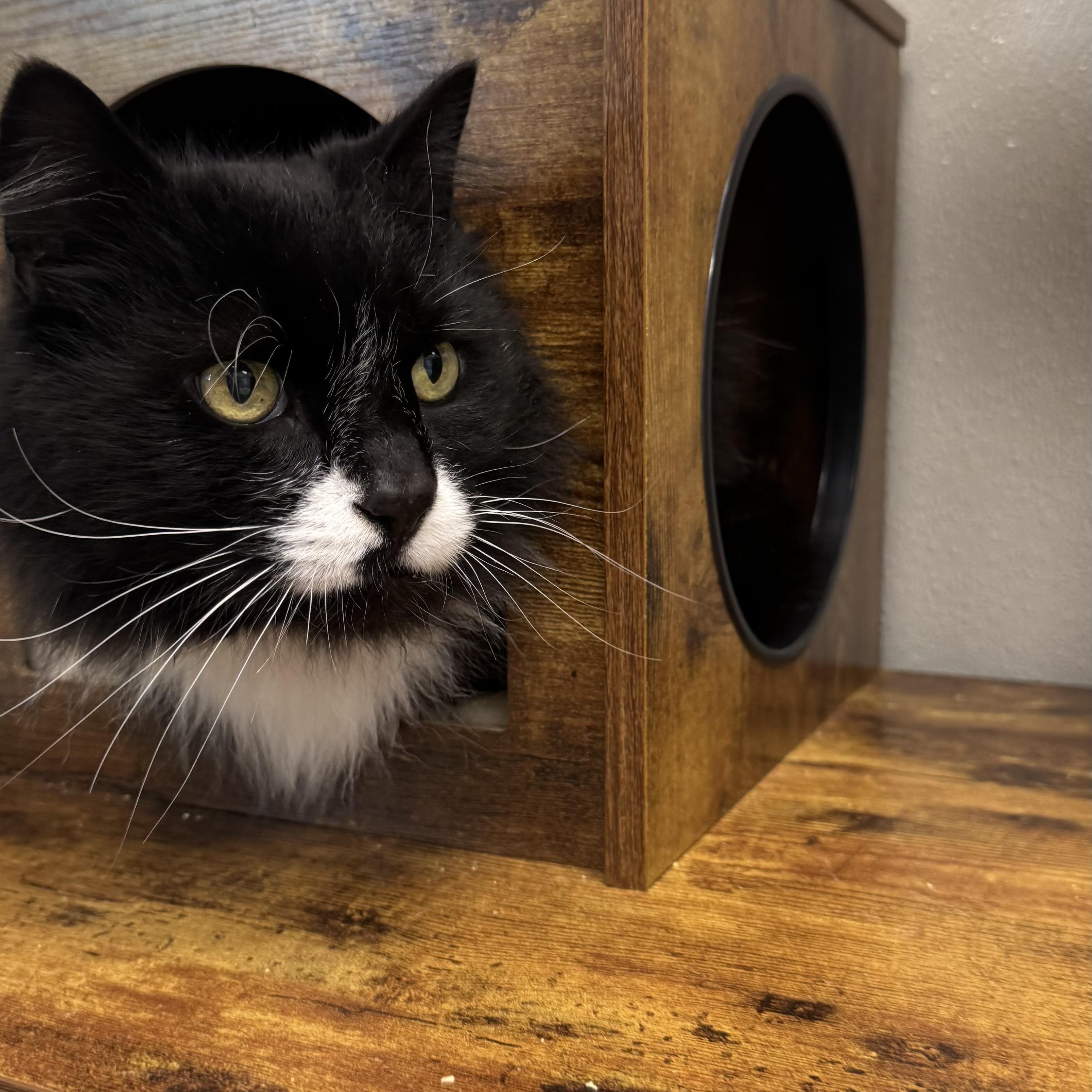 Enlarge Rocky , a ADOPTABLE Domestic Long Hair in Fall River, MA image 3/3