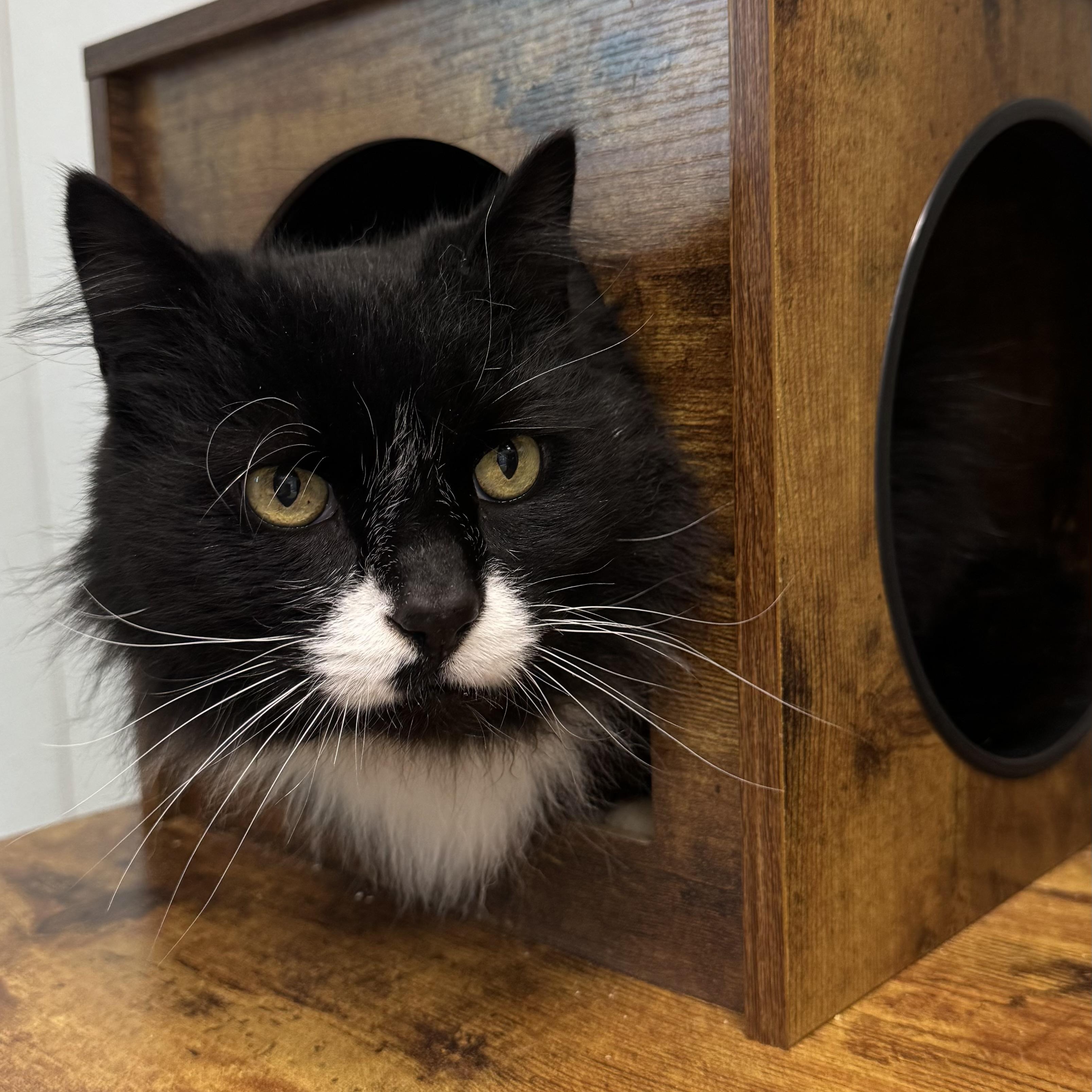 Enlarge Rocky , a ADOPTABLE Domestic Long Hair in Fall River, MA image 2/3