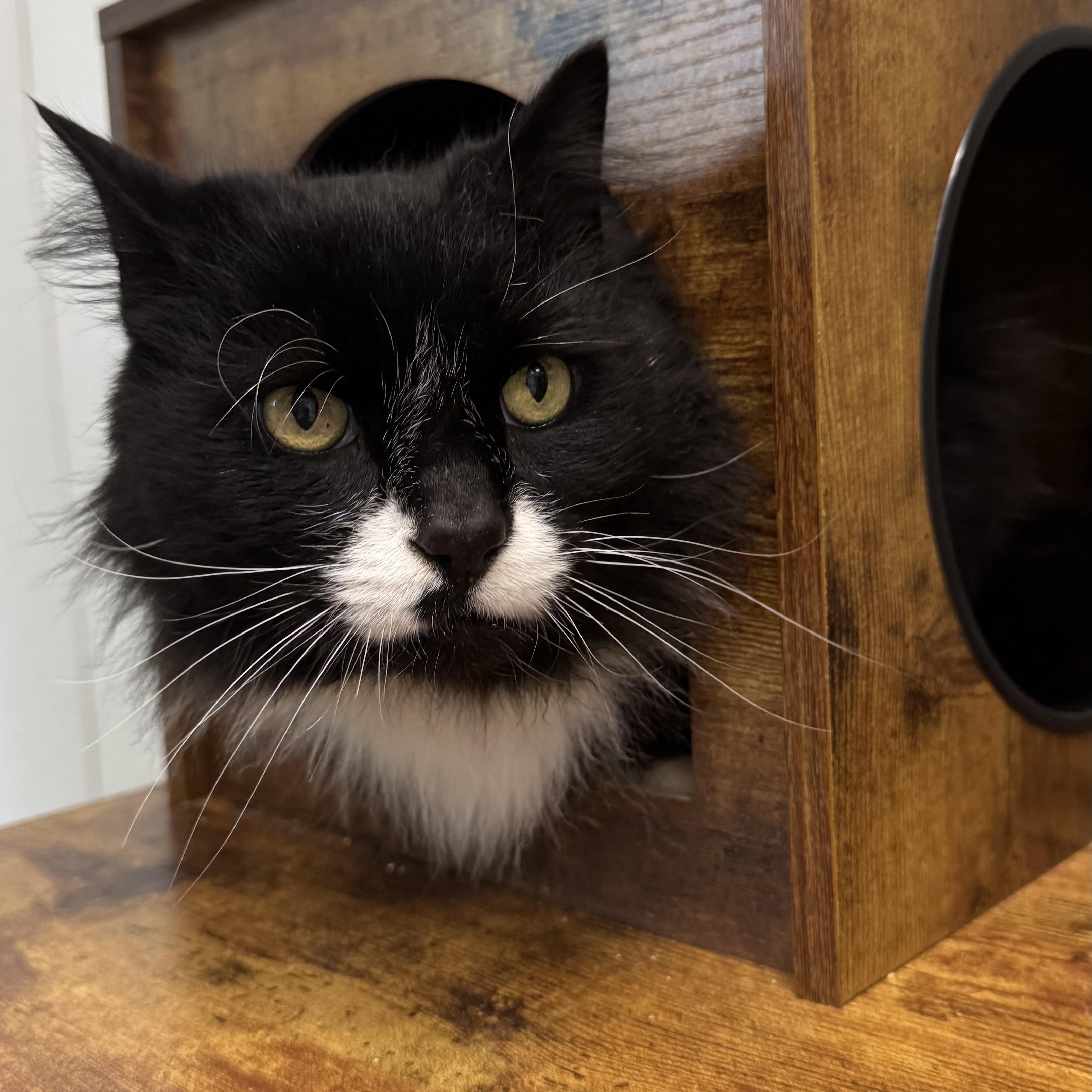 Enlarge Rocky , a ADOPTABLE Domestic Long Hair in Fall River, MA image 1/3