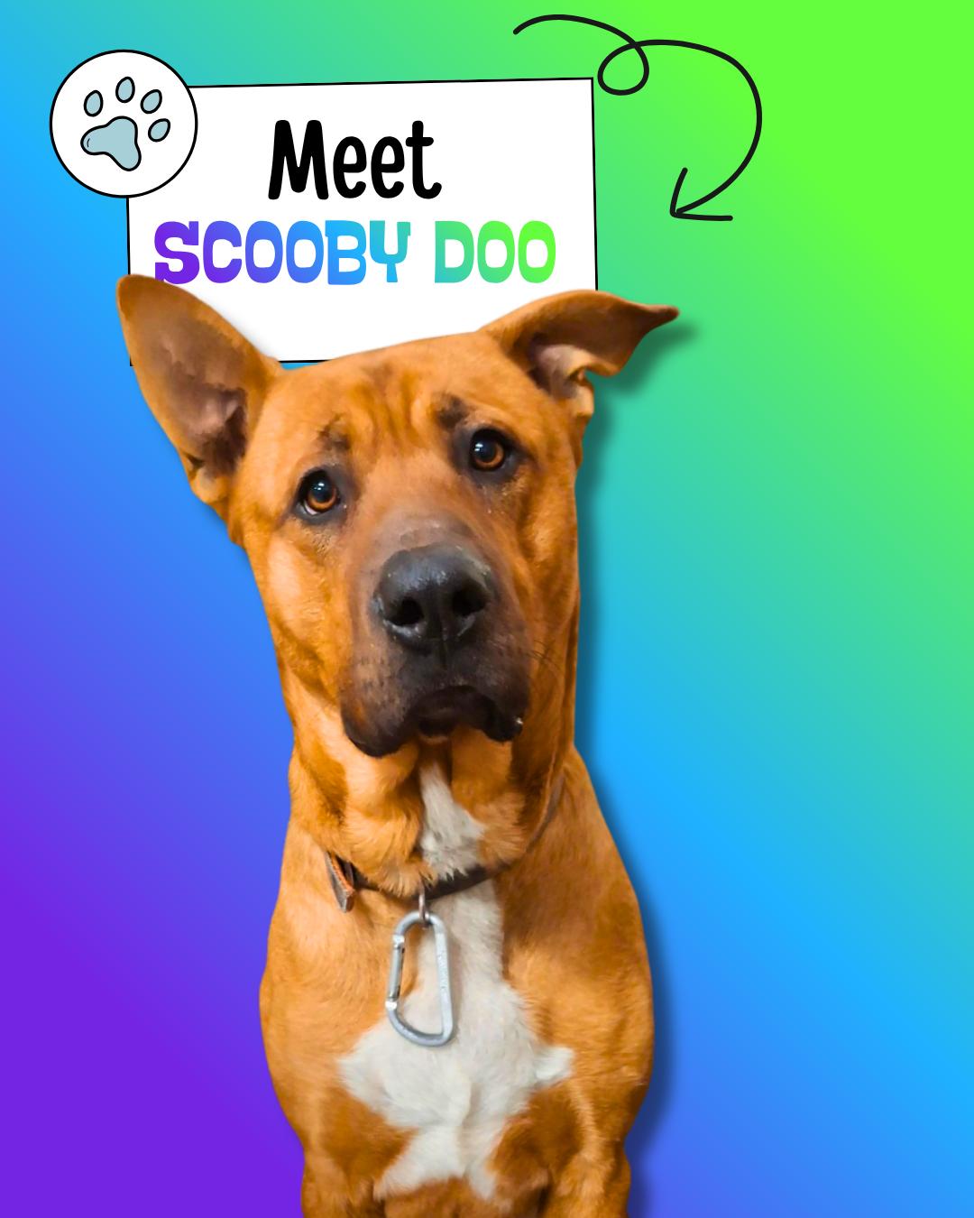 Scooby Doo, ADOPTABLE, Young Male Shepherd.
