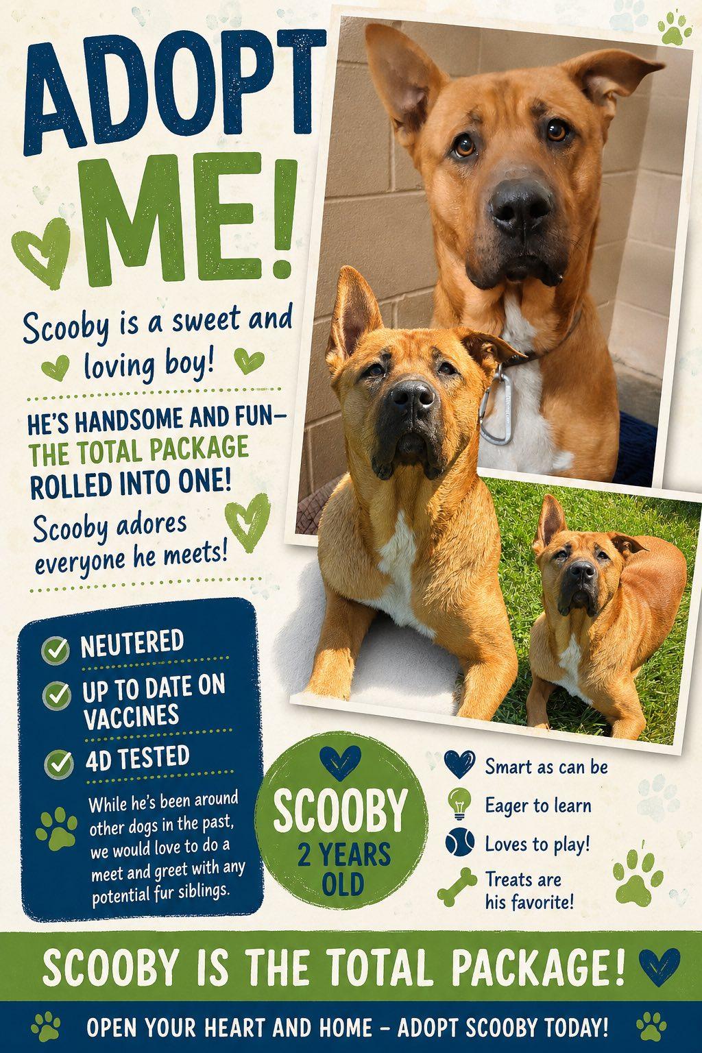 Scooby Doo, a ADOPTABLE mixed breed in Sulphur, KY image 2/2