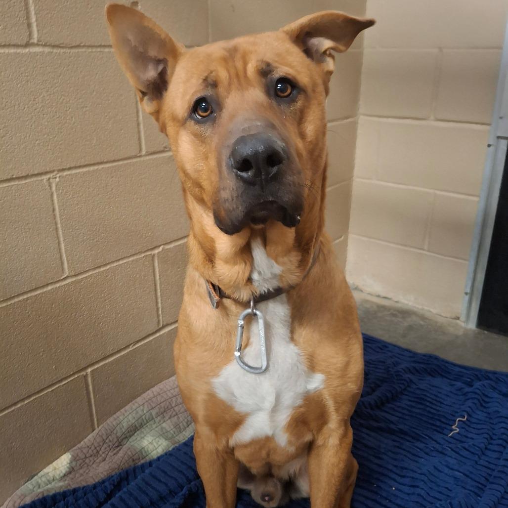 Scooby Doo, ADOPTABLE, Young Male Shepherd.