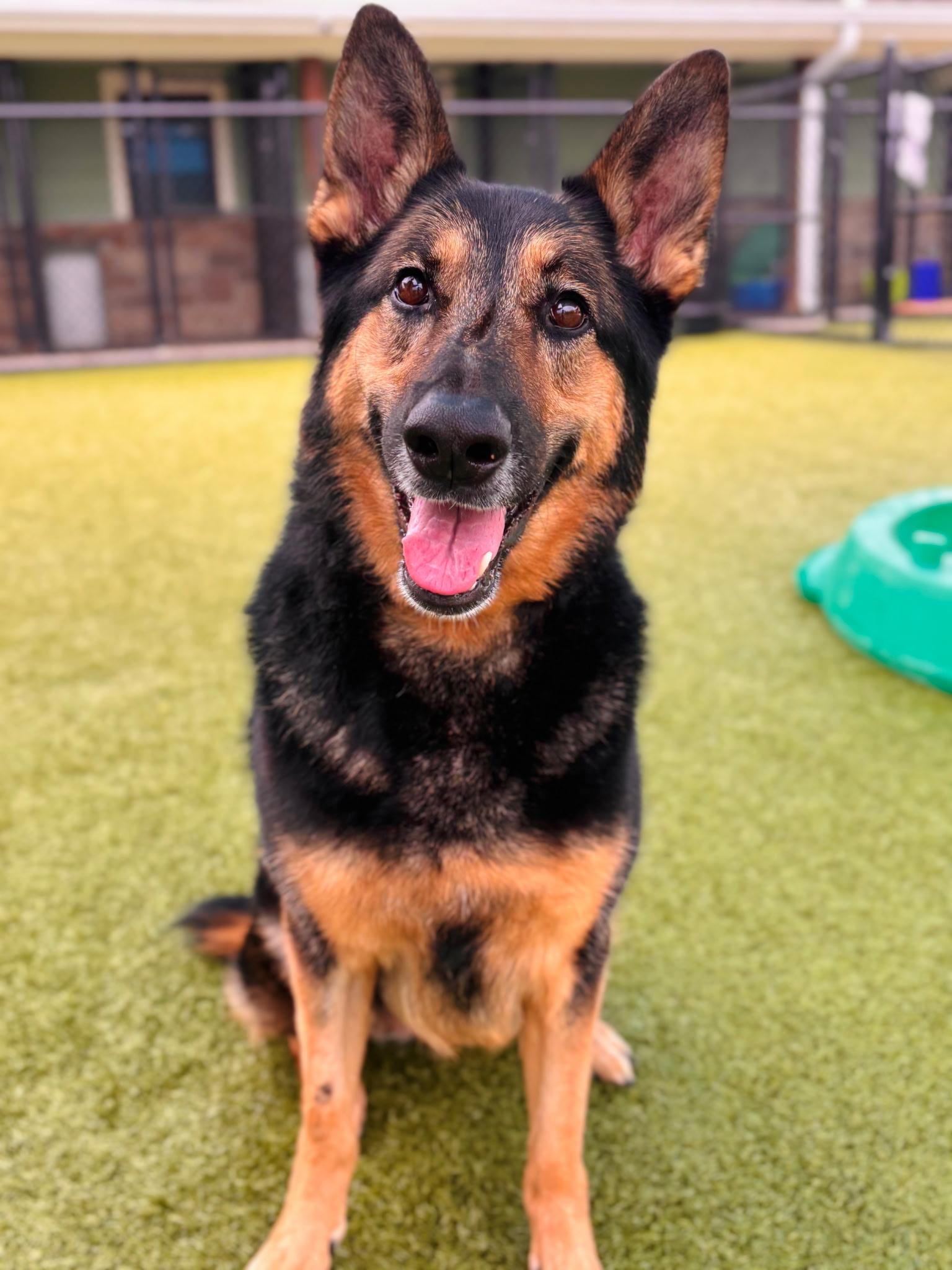 ZOEY, Adoptable, Senior Female German Shepherd Dog.
