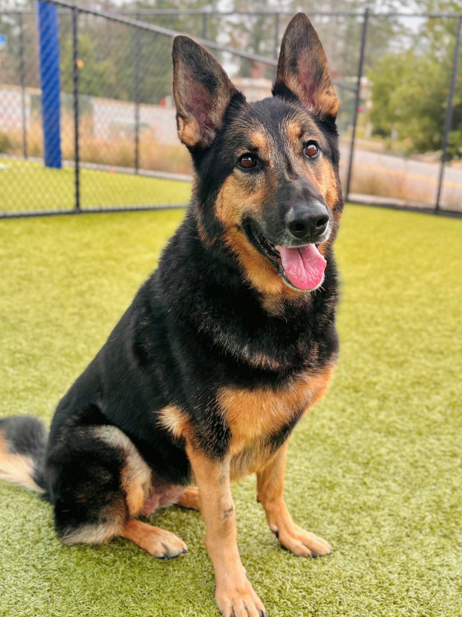 Enlarge ZOEY, a Adoptable German Shepherd Dog in Lloyd, FL image 3/3
