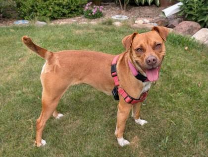 Debbie, Adoptable, Adult Female Pit Bull Terrier & Mixed Breed.