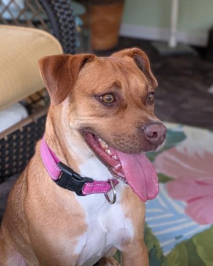 Debbie, a Adoptable mixed breed in Baraboo, WI image 3/3