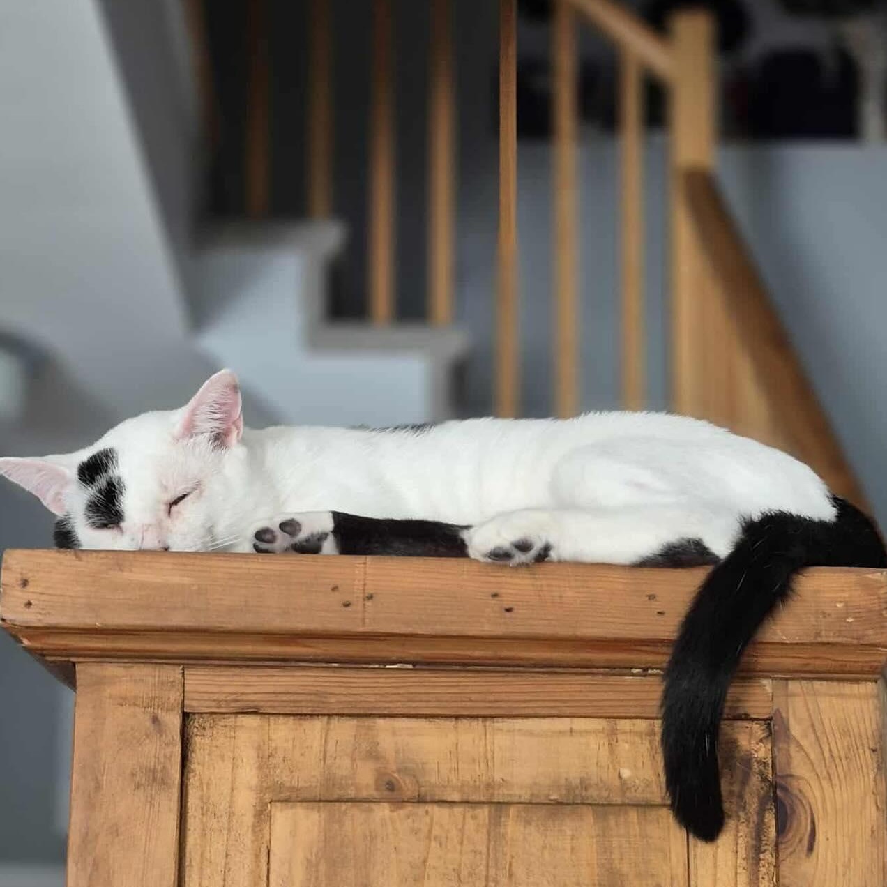 Patrick, an adoptable American Shorthair in Munster, ON, K0A 3P0 | Photo Image 3