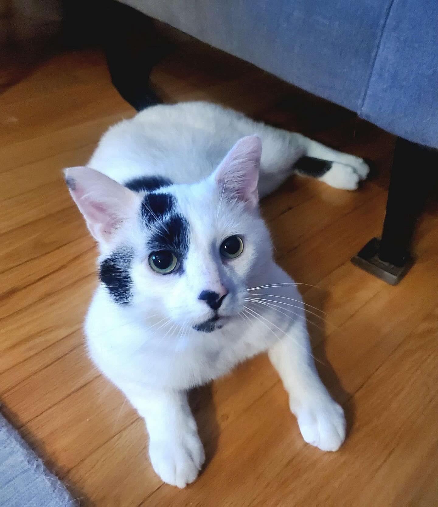 Patrick, an adoptable American Shorthair in Munster, ON, K0A 3P0 | Photo Image 4