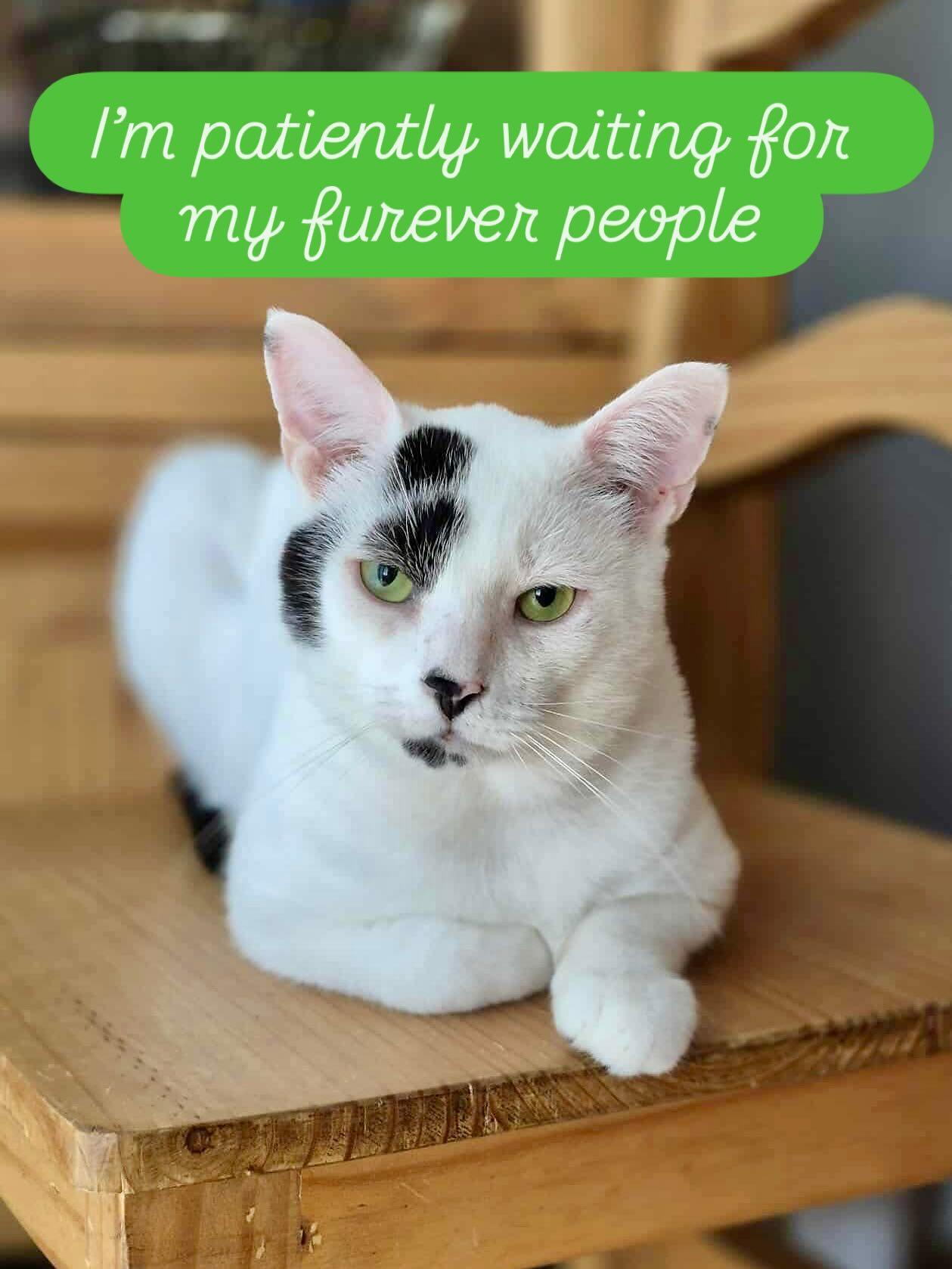 Patrick, an adoptable American Shorthair in Munster, ON, K0A 3P0 | Photo Image 1