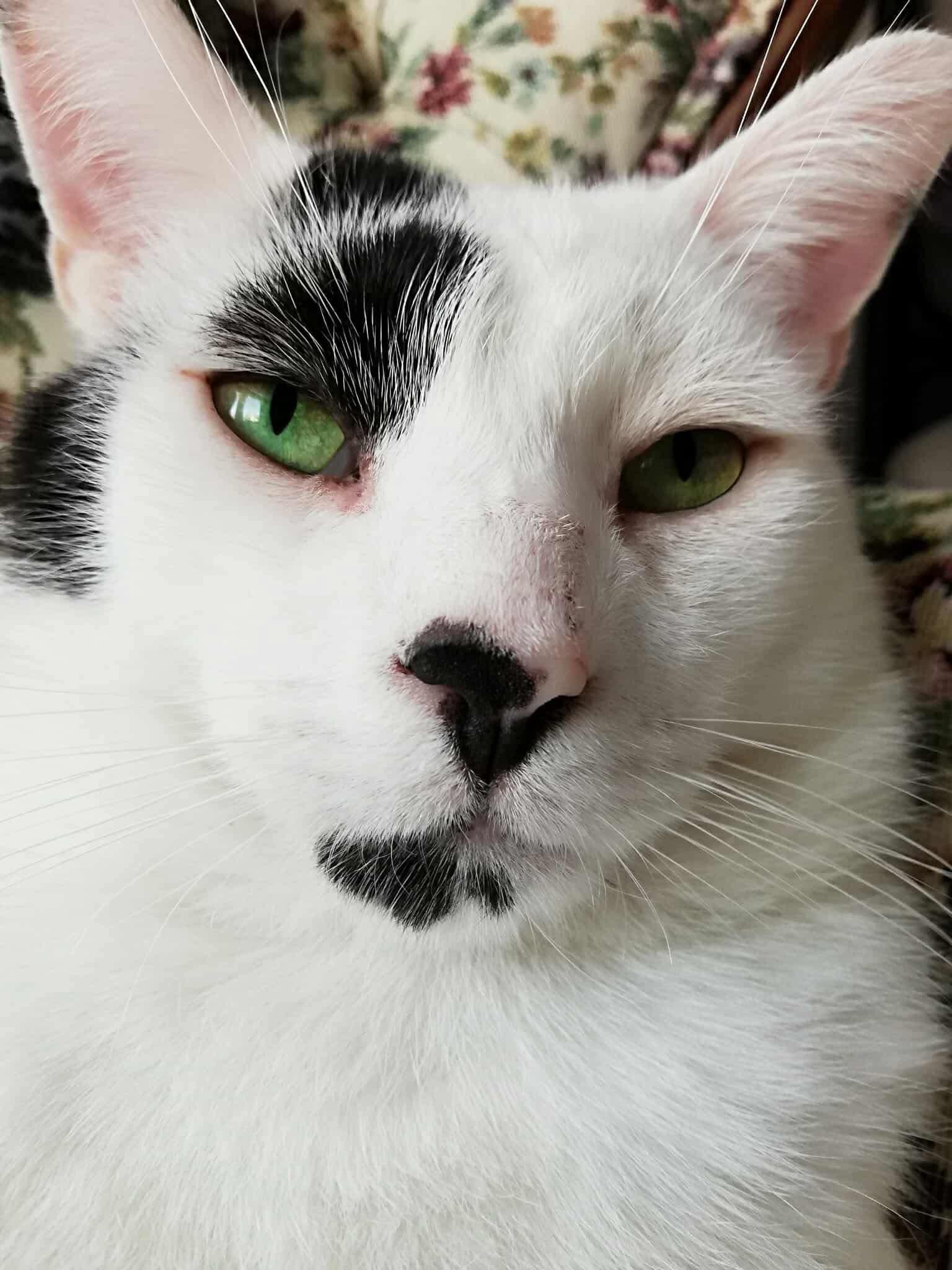 Patrick, an adoptable American Shorthair in Munster, ON, K0A 3P0 | Photo Image 2