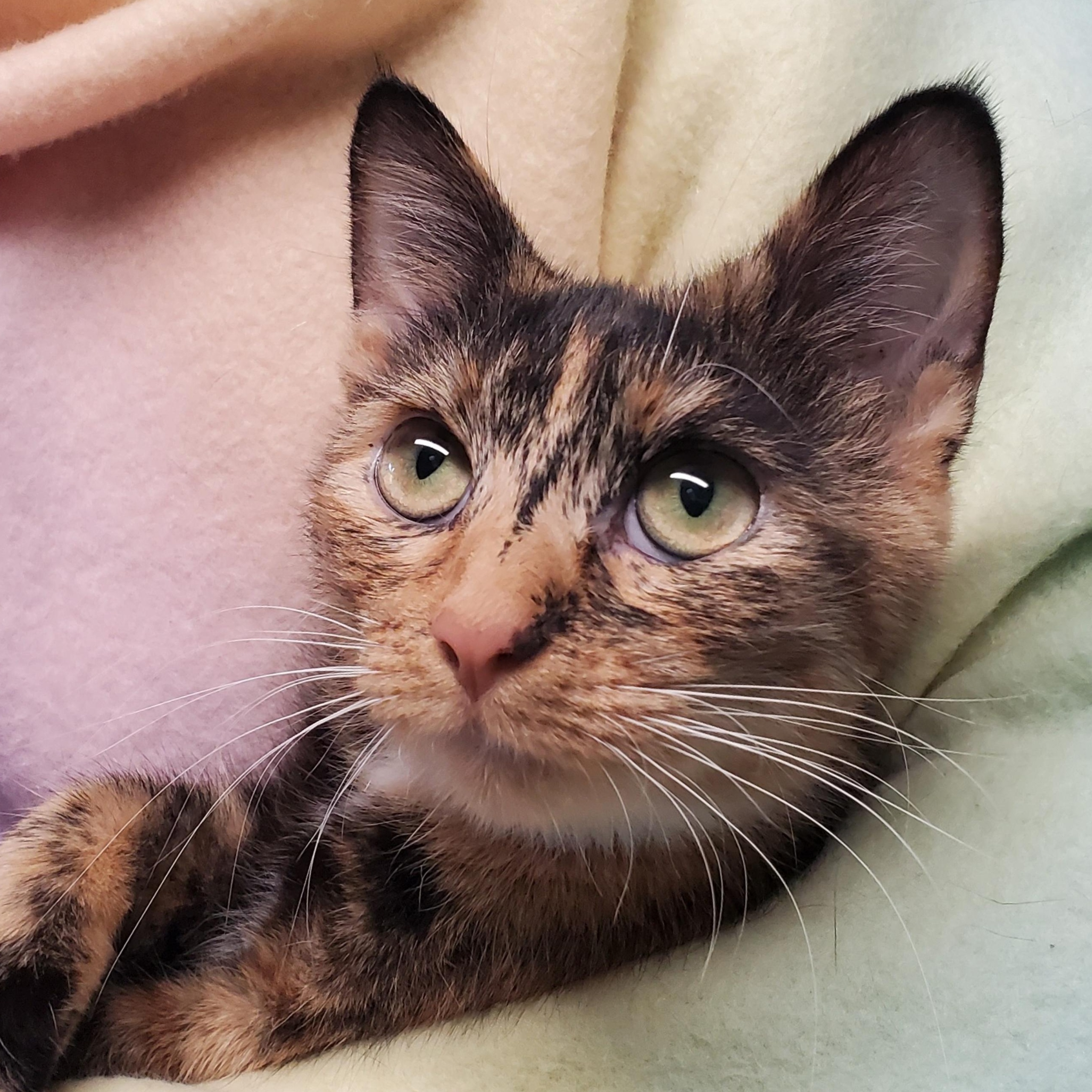 Cleo, adopted, Young Female Domestic Short Hair.