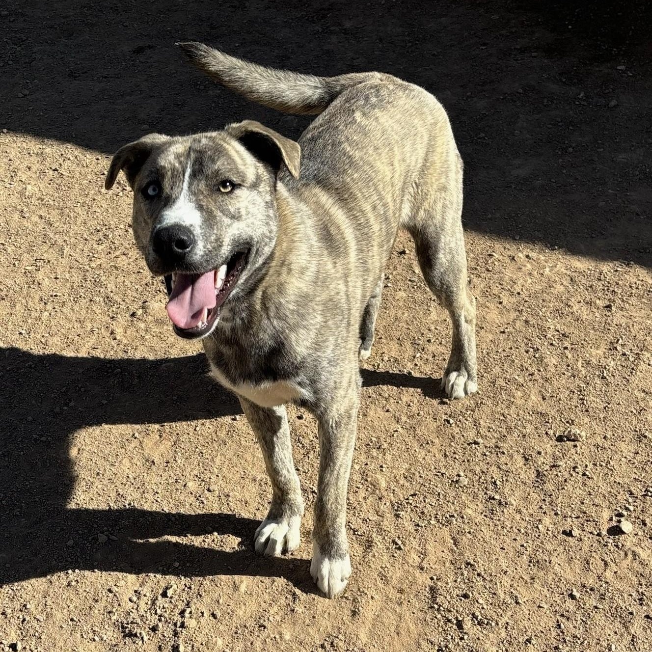 Casey, Adult Male American Staffordshire Terrier