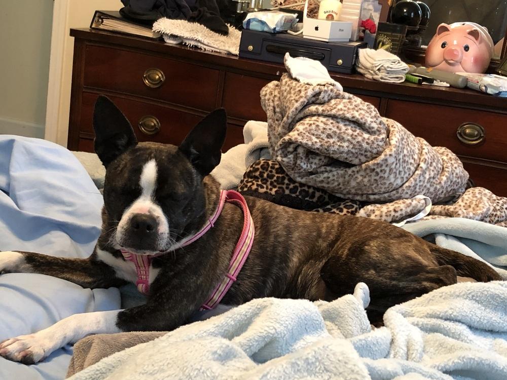 Sissy Lynn - 3458 GA, Adopted, Senior Female Boston Terrier.