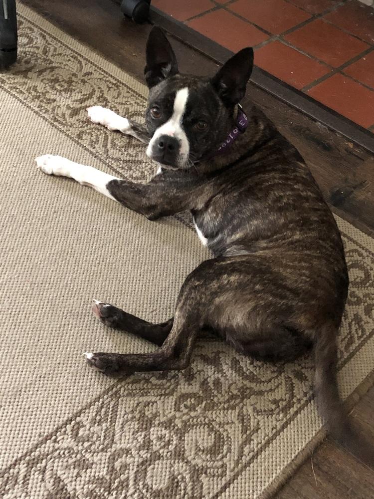 Enlarge Sissy Lynn - 3458 GA, a Adopted mixed breed in Maryville, TN image 2/6