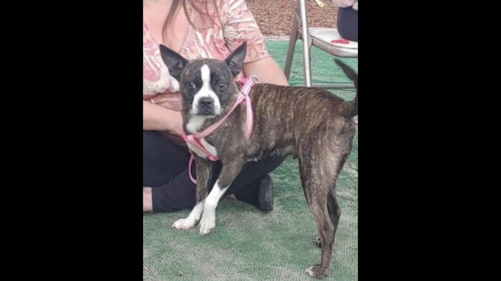 Enlarge Sissy Lynn - 3458 GA, a Adopted mixed breed in Maryville, TN image 6/6